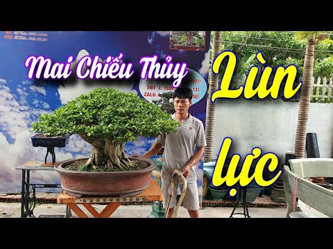 SH.6291. Em Mai Chiếu Thủy tán ô dáng lùn lực rất đẹp. Đth liên hệ 0969.114.131.