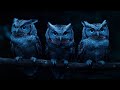 Owls Hooting On A Night Of Rain And Thunder