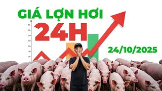 Giá heo hơi ngày 24/10/2025 | GIÁ HEO BIẾN ĐỘNG BẤT NGỜ, BẬT TĂNG ĐẾN 2.000 ĐỒNG/KG