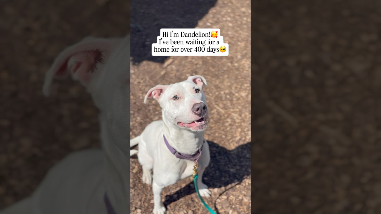 Enlarge Dandelion, a Adoptable Pit Bull Terrier in Briarcliff Manor, NY video 2/6