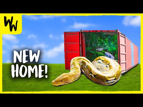 20 FT CONTAINER to REPTILE ENCLOSURE! | PART 4
