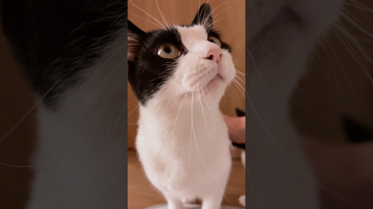 おはようが嬉しすぎてこうなる #猫 #cat #かわいい