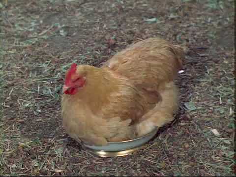 Green Acres clips - Eggs for Breakfast