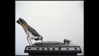 Luca Zammataro - Sogni di vinile