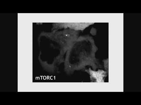 66. Pius XI Medal | David M. Sabatini