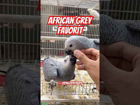 Parrot mania harus punya burung ini african grey yg gemoy #africangrey #parrot #fyp