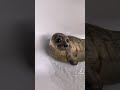 Cutest Otter Taking A Bath