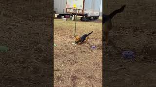 Video preview image #1 German Shepherd Dog-Unknown Mix Puppy For Sale in Rustburg, VA, USA