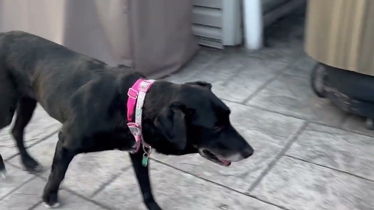 Enlarge Lulu, a Adoptable mixed breed in Aurora, IL video 6/6