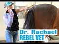 Dr Rachael Rebel Vet Episode 7 To Breed Or Not To Breed