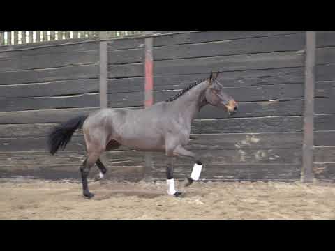 2015 Stallion F-One USA x Nabab De Reve