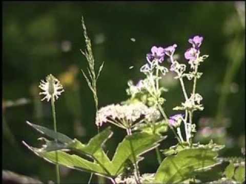 Lazy Holiday a shamanic dreamtime experience by Raven Dreamdancer with singing bowls.
