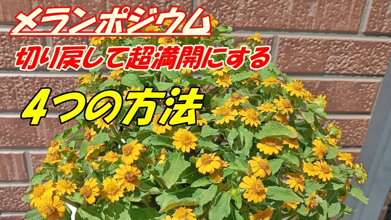 【花】メランポジウムの育て方・切り戻し