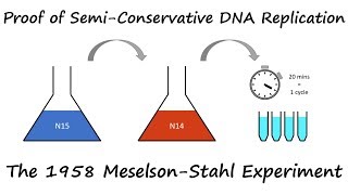 Proof of Semi-Conservative DNA Replication: The 1958 Meselson-Stahl Experiment