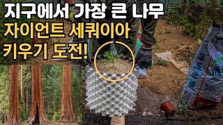세상에서 가장 큰 나무 자이언트 세쿼이아 키우기 도전 Grizzly Giant. Yosemite. Marip…