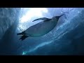 Detroit Zoo Polk Penguin Exhibit Part 2
