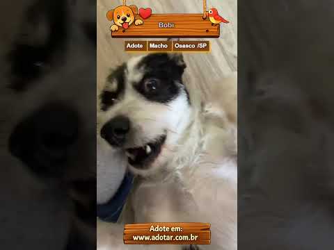 Vídeo de Bobi