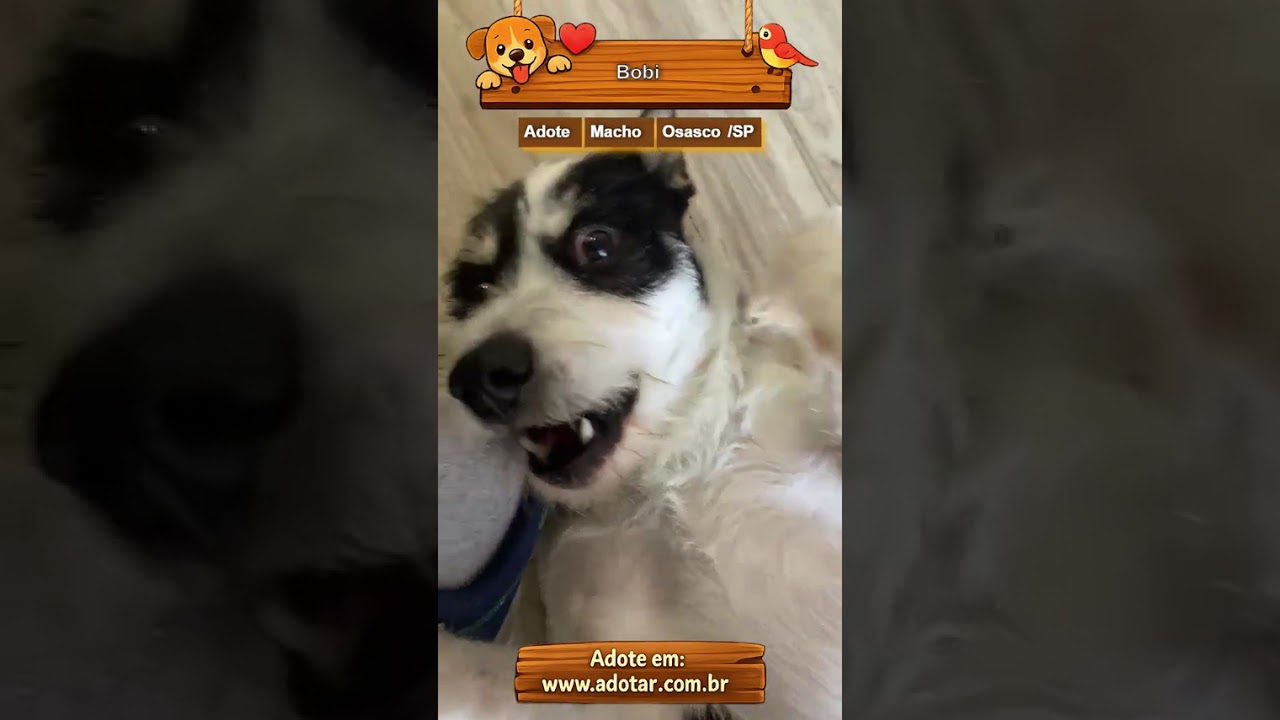 Cachorro raça SRD-ViraLata idade 2 anos nome Bobi