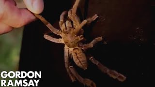 Gordon Ramsay Goes Tarantula Hunting in Cambodia