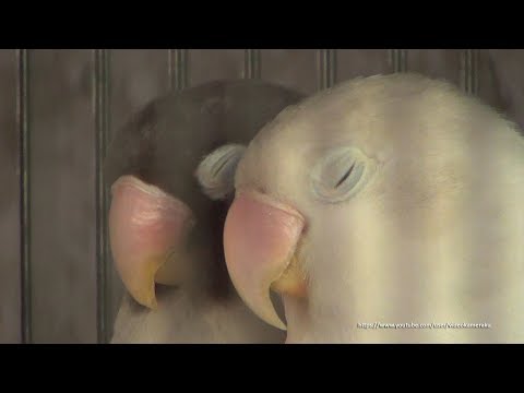 Lovebird Sounds (Duo) 4 Hour - Mauve Personata & Pastel Violet Fischeri