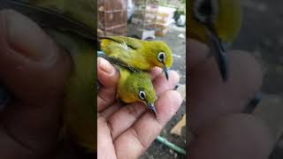 Download lagu PLECI DAKUN BALI DAKBAL BODY MINI BEREGAN MUDA HUTAN BOS ISON WA:081237730977 mp3 Download lagu PLECI DAKUN BALI DAKBAL BODY MINI BEREGAN MUDA HUTAN BOS ISON WA:081237730977 mp3