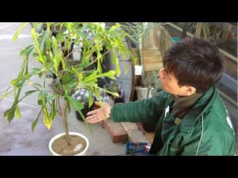 蘭のコナカイガラムシを駆除するにはどうすればよいですか?それらを永久に除去するための5つの自然な治療法  庭園