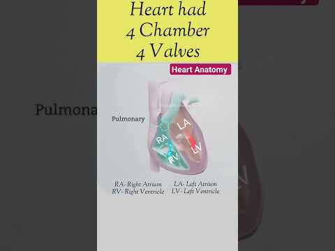 Heart anatomy l Heart Valve and Chamber l हार्ट वाल्व और चैम्बर #echo #heart #shorts