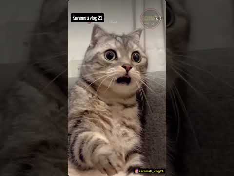 जादू टोना..!! 😂😂#karamati vlogs