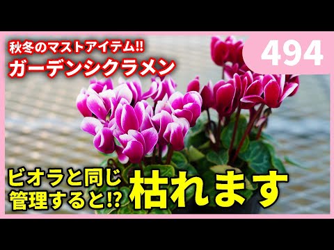 ライラックは、種類に応じて多かれ少なかれ吸盤する低木です。