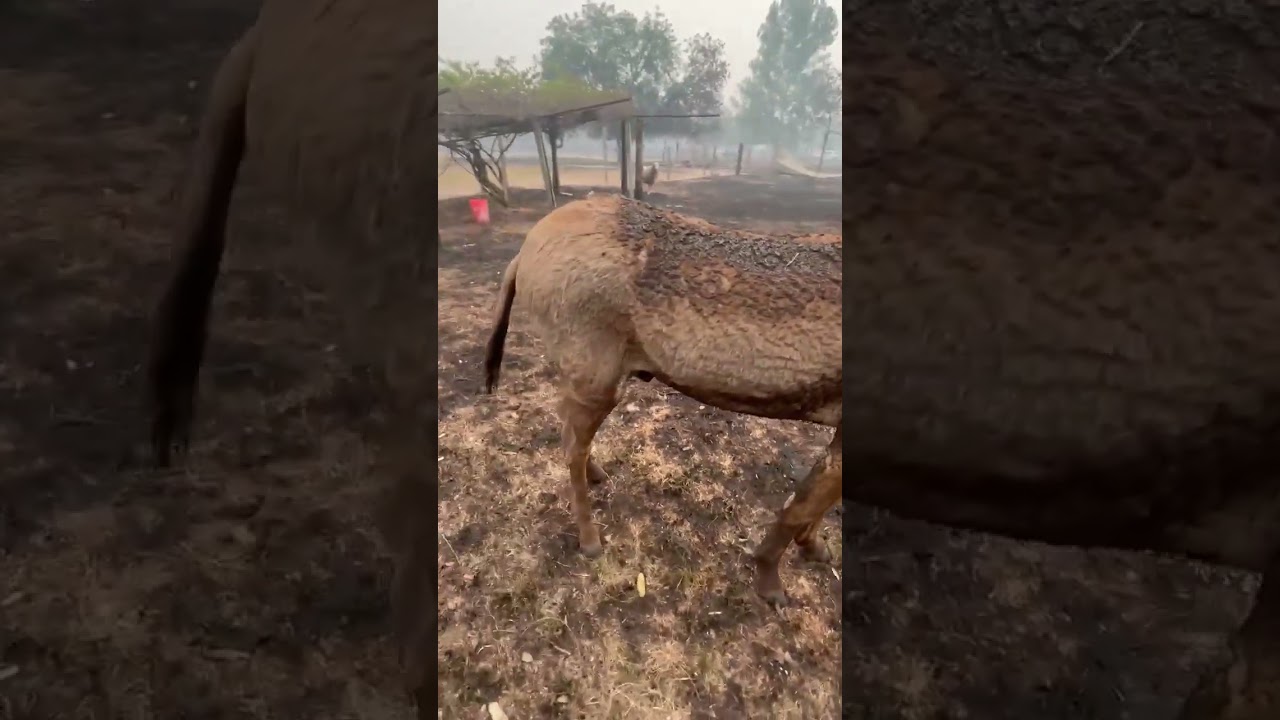 Luke video