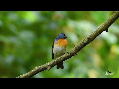 Niltava orchideová (Cyornis rubeculoides) — hlas a správanie v prírode