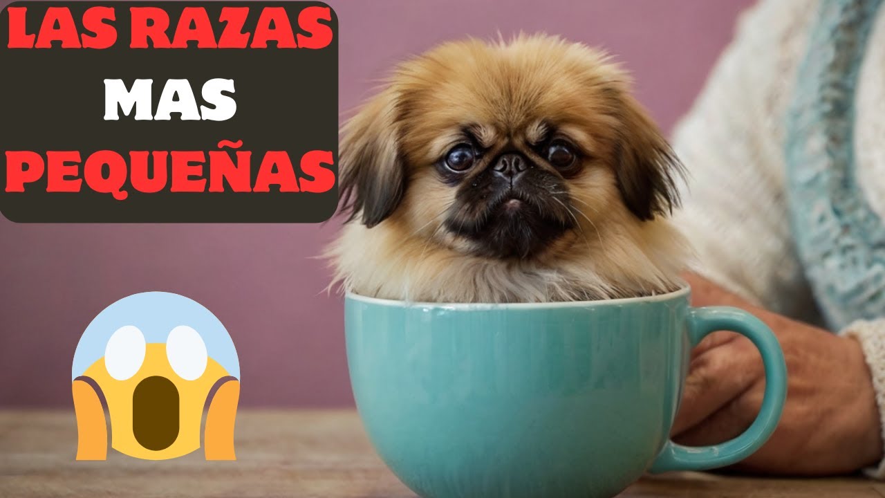 🐶 LAS 5 RAZAS DE PERROS mas pequeñas del MUNDO 🐶perros mas PEQUEÑOS DEL MUNDO,MASCOTA,PERROS,DOG,