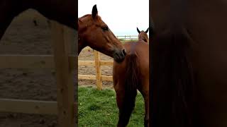 Download lagu Horse mating behind the scene video 54 mp3