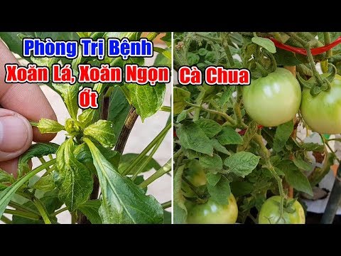 , title : 'Cách phòng trị xoăn lá, xoăn ngọn trên ớt và cà chua.'