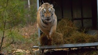 Beautiful World - Animals being finally freed (Thomas Bergersen - Always Mine) [Short Film]