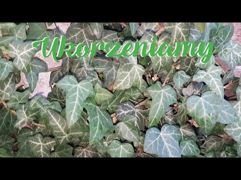 Rooting - ivy