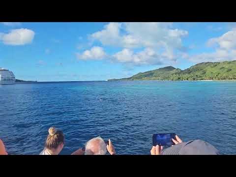 Thumbnail for Dolphins from Norwegian Sun Bora Bora