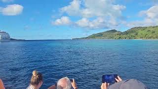 Dolphins from Norwegian Sun Bora Bora