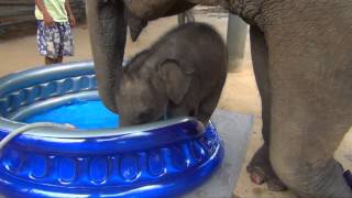 Baby Elephant Bath Time Part2