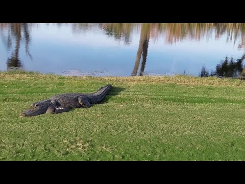 someone found a flat fuck on the golf course.