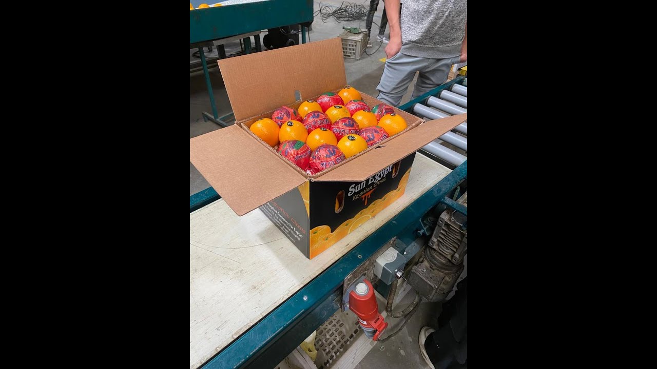 NAVEL Oranges ready to export from Egypt season 2022