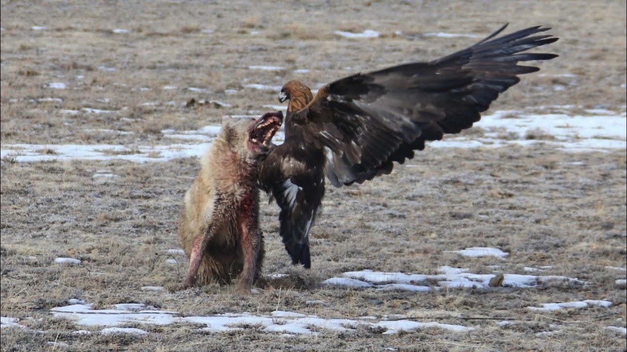 Жуткие нападения Орла на животных снятых на камеру. Орел в деле.