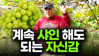 계속 샤인을 하겠다는 자신감 ㅣ 망고향이 나는 샤인 재배법 ㅣ 토비원농법