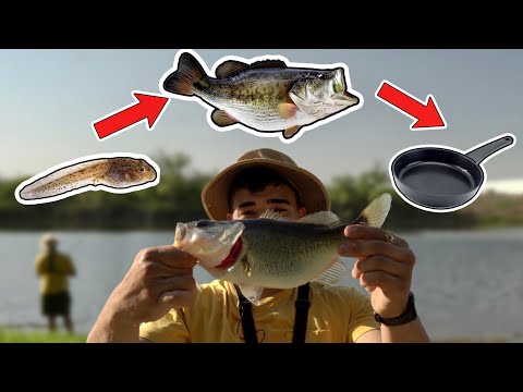 Food Chain Fishing Challenge - Tiny Tadpole to Bass