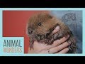 Baby Beaver