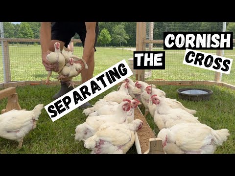 Too Many Chickens in one Chicken Tractor! BIG THANK YOU!