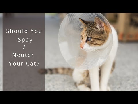 Why is Getting Your Cat Spayed/Neutered Important?