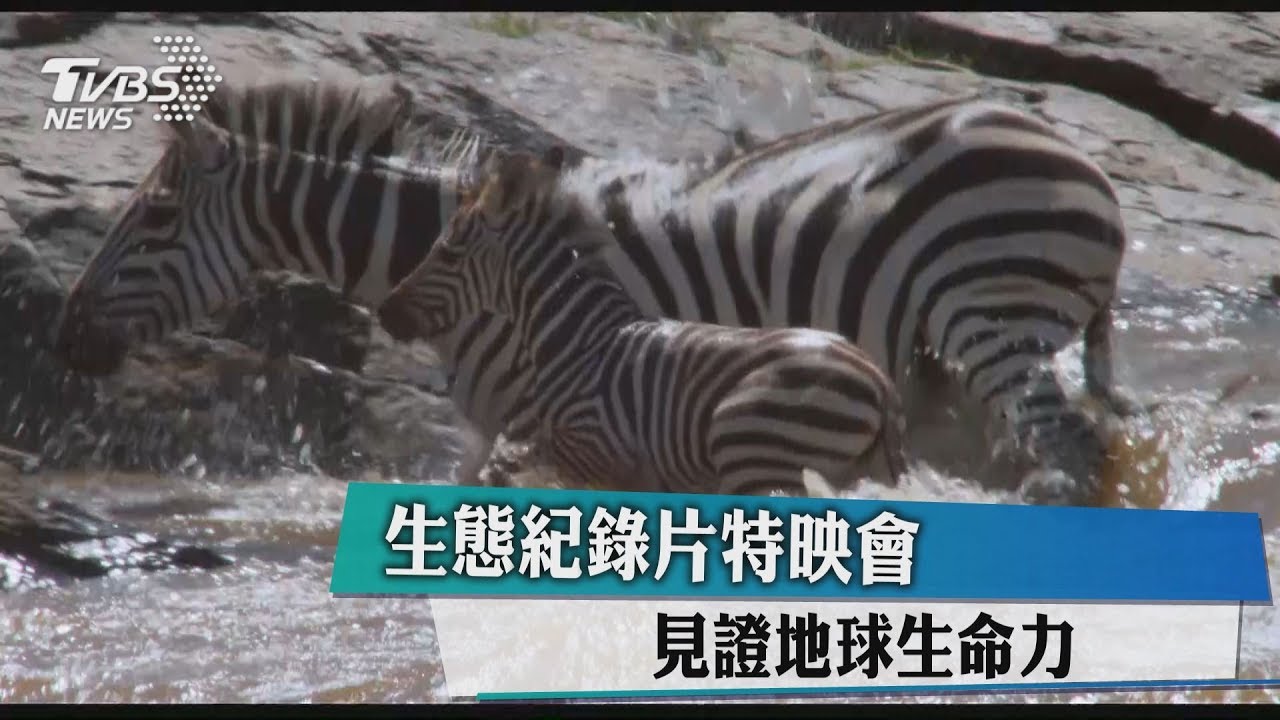 生態紀錄片特映會 見證地球生命力
