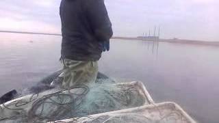 Как поймать дикого гуся на крючок