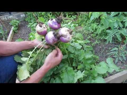 download lagu mp3 mp4 Growing Turnips In Texas, download lagu Growing Turnips In Texas gratis, unduh video klip Growing Turnips In Texas